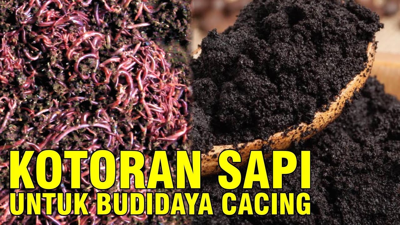 
                                 Pelatihan-Bisnis-Budidaya-Cacing-Dari-Kotoran-Ternak-Sapi